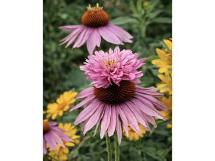 F4E3EBCB 2ACE 4383 8155 CE8733BFB33A