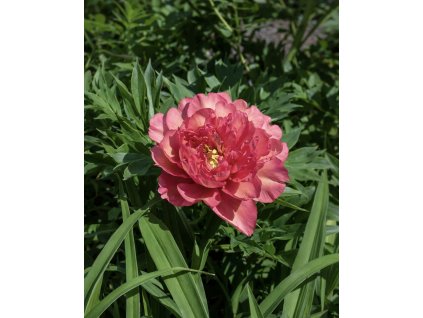 DBF35DAA 6716 4180 9868 2E9D68CE09AA