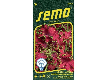 koleus africka kopriva colocha rose 40p