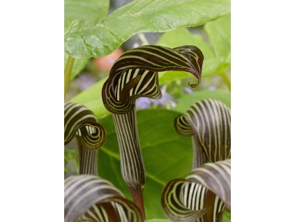 FA 16 0428 Arisaema fargesii