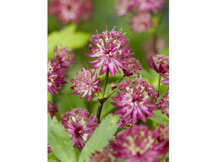 FA 07 0379 Astrantia major Ruby Wedding