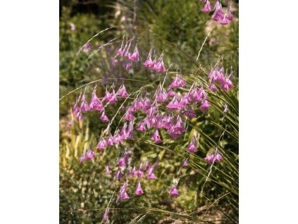 E33C4C09 ABCE 40CB 9681 BA5B9C83460D