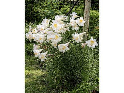 14205D03 0F7B 4FEF BB97 9CE3B449283F