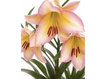 77E80775 3053 4943 80CF A9C2192515D4