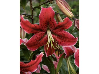 E35CE952 17B2 4146 8DC9 BE3361AB2289