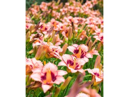 iStock 526722324 modified e6b4aadd c506 497e 869d 98f41a4ae398