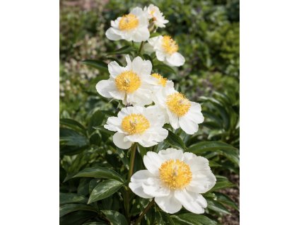 5A10283D 8706 483C 9AA7 0D556D0F33CD