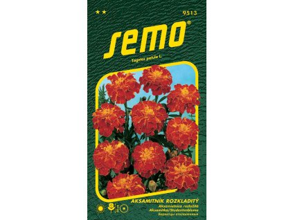 aksamitnik rozkladity carmen 1g