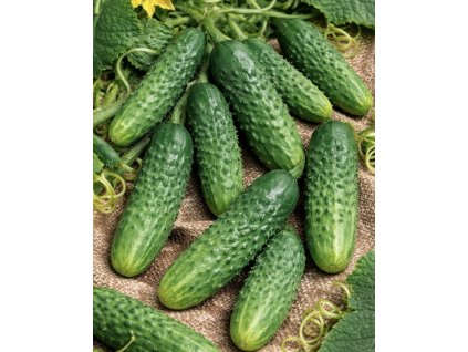 Okurka nakládačka - Blanka F1 1,5 g