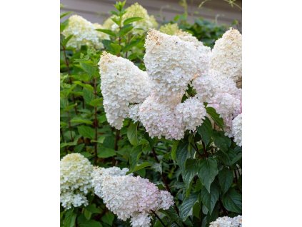 iStock 1330088988 modified c8f83738 38fe 453f be83 18b90ec2eaf4