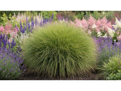 Ozdobnice čínská 'Gracillimus'