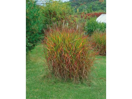 Ozdobnice čínská 'Purpurescens'