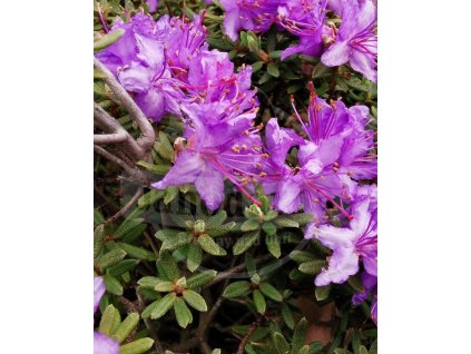 Rododendrony Prodej () Rododendrony Prodej