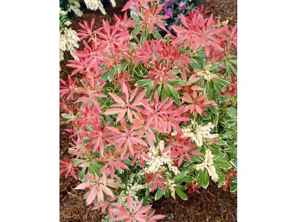 Pieris japonská 'Flaming Silver'