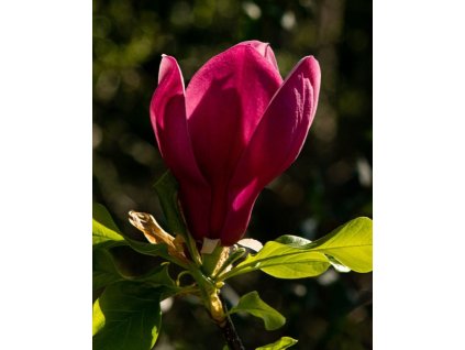 iStock 1309890864 modified bcc0cedc 8ed4 473b 89ba 273404f7170d