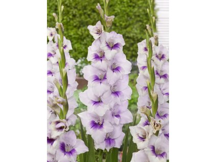 FA 20 0376 Gladiolus Aviol