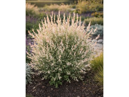 24304BB0 3DF1 4935 87F7 C906AFAA1E0E