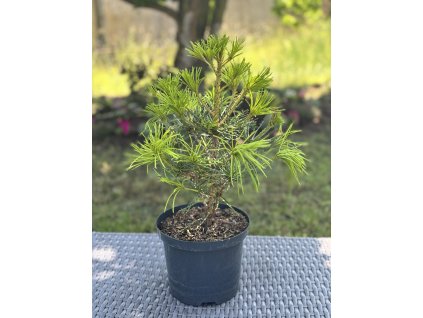 Pajehličník přeslenatý 'Sciadopitys verticillata'