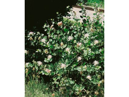 Kapara trnitá 'Capparis spinosa'