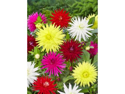 FA 23 0335 Dahlia Mixed