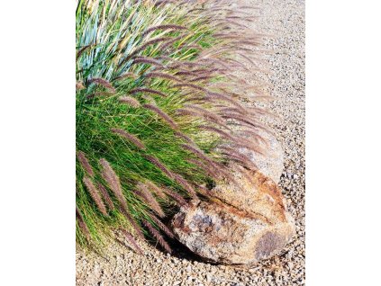 iStock 1971277217 modified 39aed0af af76 4cf6 a928 72432d7ac9dc