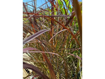 Dochan psárkovitý "Knightsbridge"