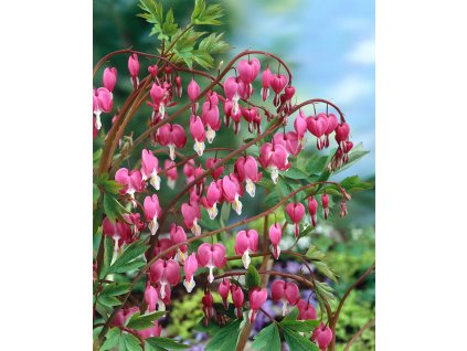 Srdcovka nádherná 'Spectabilis' v květináči