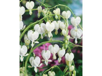 Srdcovka nádherná 'Spectabilis Alba' v květináči