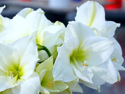 2462 hvezdnik christmas white 1 ks