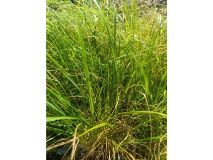 Dochan psárkovitý 'Magic'