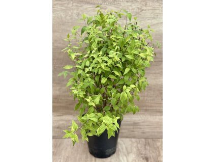 Pustoryl 'Limonei'