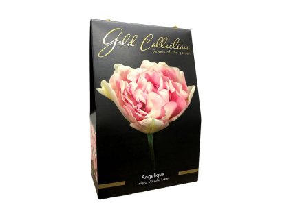 Tulipa Angelique Gold Collection 1 1 1