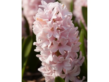 Generated Image November 12, 2025 10 17AM