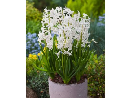 Generated Image November 12, 2025 10 52AM