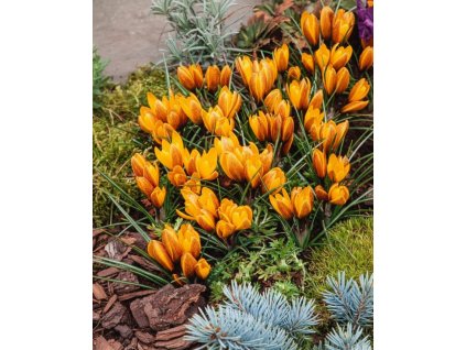 Generated Image November 11, 2025 1 27PM