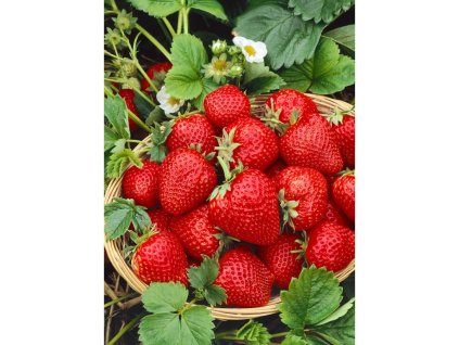 Jahodník Rumba v květináči 12 cm