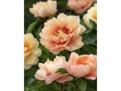 82E11A3F 9E44 435E 93C6 29341BEBD132