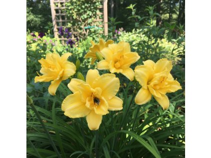 garden vision 1769508577374