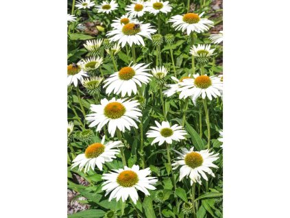 Třapatkovka Echinacea 'Purpurea Alba' v květináči