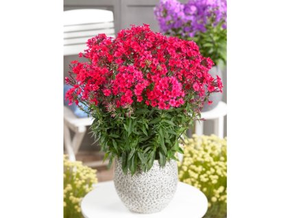 Plamenka 'Starfire'  v květináči