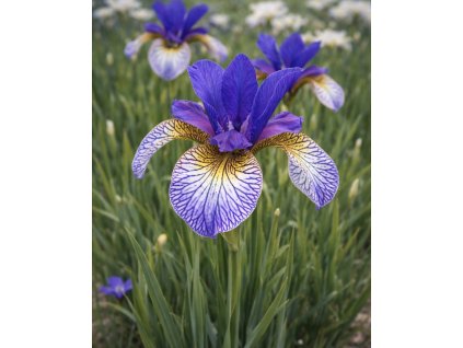 2960AFB6 5999 404E AB77 BBF40AF8D98D