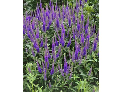 Rozrazil 'Veronica Longifolia Blauriesin' v květináči
