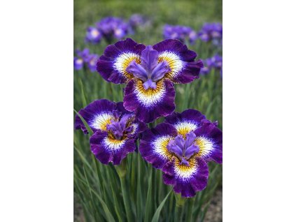 8b1e517a 3399 4e8d ac59 fcd9453fad47