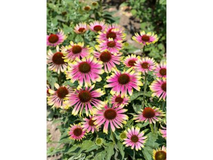 Třapatkovka Echinacea 'Green Twister' v květináči