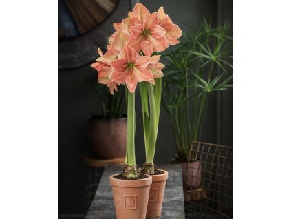 0DF11B69 1EA3 4D83 8967 83B174B610B6