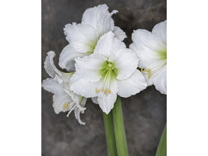 9C0518A7 FB04 417A A792 15BFDF803BC8