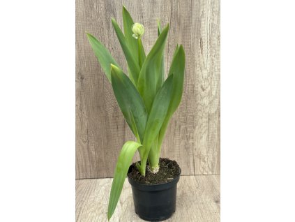 Snědek 'Saundersiae' v květináči