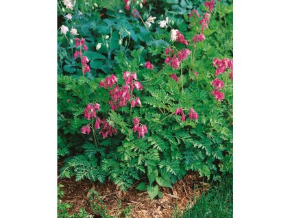 Srdcovka nádherná 'Luxuriant' v květináči