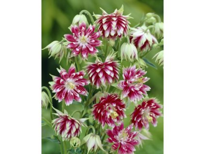 Orlíček 'Nora barlow' v květináči