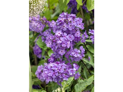 Plamenka 'Blue Paradise'
